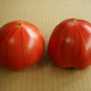 井上農園様のトマトが収穫最盛期です